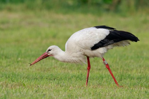 White Stork (Ciconia ciconia) eating earthworm, North Rhine-Westphalia, Germany