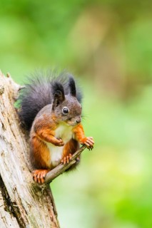 Red squirrel (Sciurus vulgaris) sitting on an old wrotten tree trunk in a forest, Bavaria, Gernany
