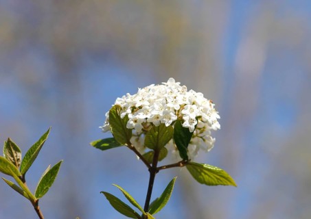 Snowball (Viburnum), North Rhine-Westphalia, Germany