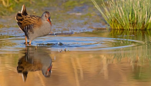 Water rail, (Rallus aquaticus), animals, birds, biotope, habitat, foraging, waters, rail family,