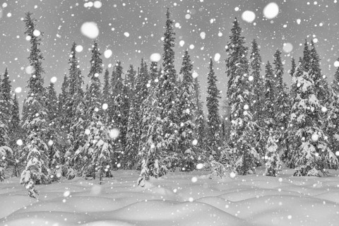 Boreal forest during snowfall, Gällivare, Lapland, Sweden, February 2020