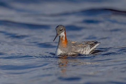 Odin's chicken (Phalaropus lobatus), in splendour, hunting insect larvae, Vadsö, Varangerfjord,