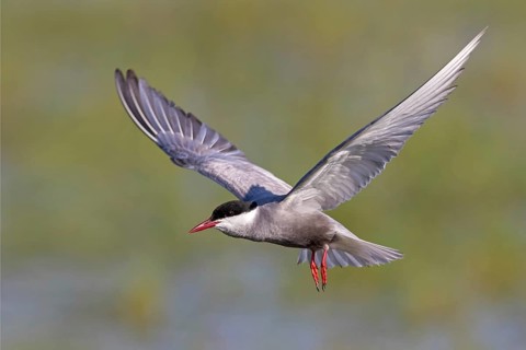 White-bearded Tern, (Chlidonias hybridus, Chlidonias hybrida, family of terns, flight, biotope,