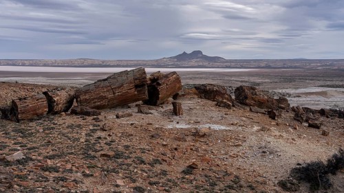 Petrified tree trunk fragmented in desert landscape, view of mountain cones in the background,
