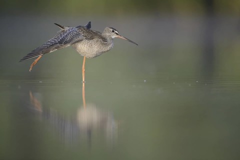 Spotted Redshank (Tringa erythropus), Thuringia, Germany