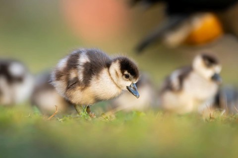 Egyptian goose (Alopochen aegyptiaca) cute chicks on a meadow at the shore of a lake, Bavaria,