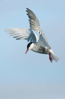 Whiskered Tern (Chlidonias hybrida) flying, Victoria, Australia