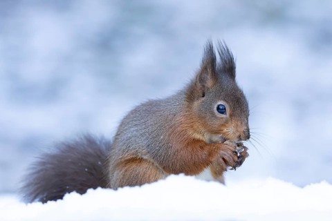 Red squirrel (Sciurus vulgaris) adult animal eating a nut in snow in winter, England, United