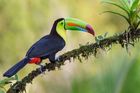 Keel-billed Toucan (Ramphastos sulfuratus) perched on a branch in Costa Rica