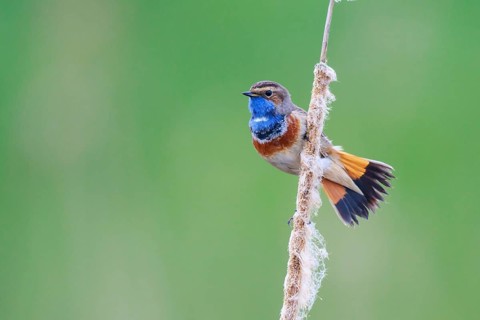 Bluethroat (Luscinia svecica cyanecula) male perched on a cattail, Netherlands