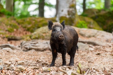 Wild boar (Sus scrofa) standing in a forest, Bavaria, Germany