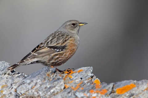 Alpenbraunelle, Alpine Accentor, Prunella collaris, Accenteur alpin, Acentor Alpino