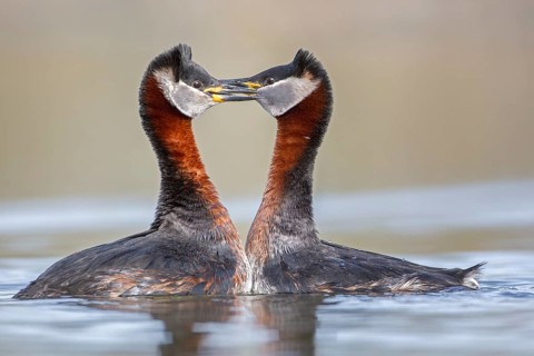 Red-necked Grebe (Podiceps grisegena) pair displaying, Saxony-Anhalt, Germany