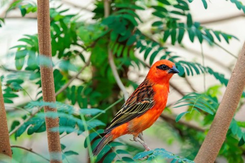 A male red fody (Foudia madagascariensis) sits in a tree. Madagascar, Amirantes, Comoros,