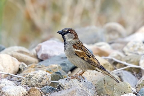 House Sparrow Passer domesticus Tucson, Pima County, ARIZONA, United States 14 March Adult Male