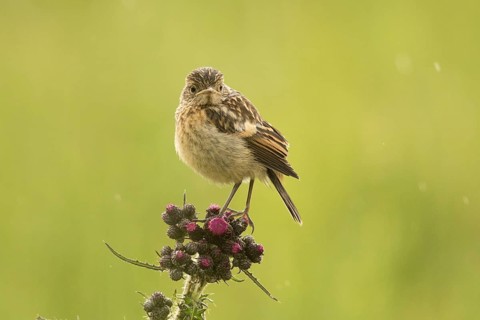 European Stonechat (Saxicola rubicola) juvenile, Bavaria, Germany