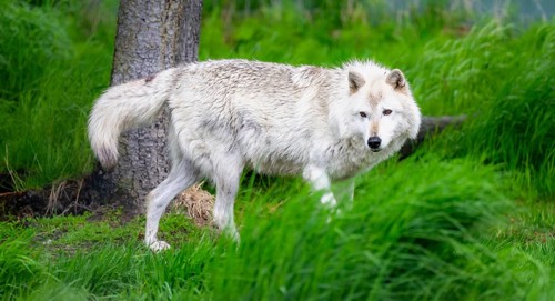 Arctic wolf (Canis lupus arctos), Alaska, USA