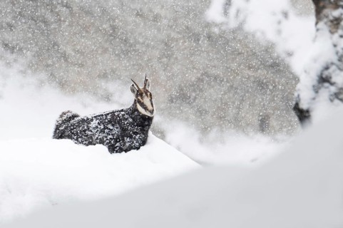 Chamois (Rupicapra rupicapra), chamois goat during heavy snowfall, Tyrol, Austria