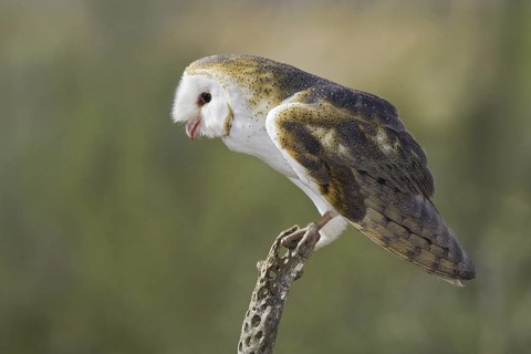 Western Barn Owl (Tyto alba), Arizona, USA
