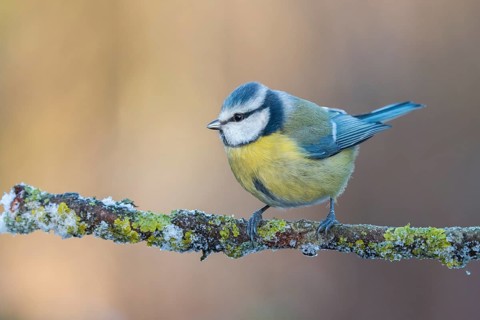 Eurasian Blue Tit (Cyanistes caeruleus) perched on a branch, Lower Saxony, Germany