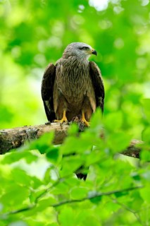 Black Kite (Milvus migrans), adult, alert, perch, Šumava, Czech Republic