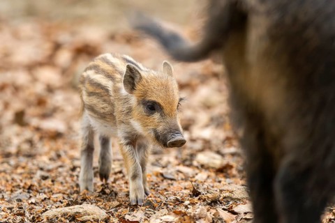Wild boar (Sus scrofa) piglet walking in a forest, Bavaria, Germany