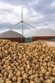 Biogas plant produces gas from various biomass, here the sugar beet storage, the electricity is
