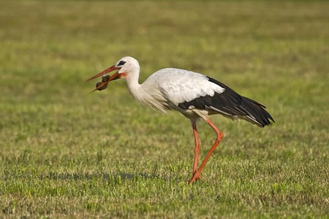 White Stork (Ciconia ciconia) eating a mouse, Bavaria, Germany