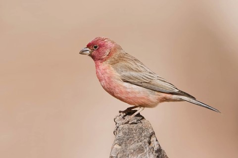 Sinai Rosefinch (Carpodacus synoicus) male, Eilat, Israel