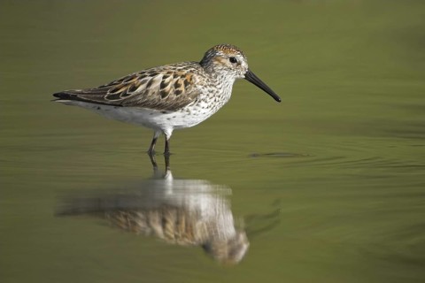 Western Sandpiper (Calidris mauri), British Columbia, Canada