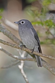 White-eyed Slaty Flycatcher (Melaenornis fischeri), Nyeri County, Kenya