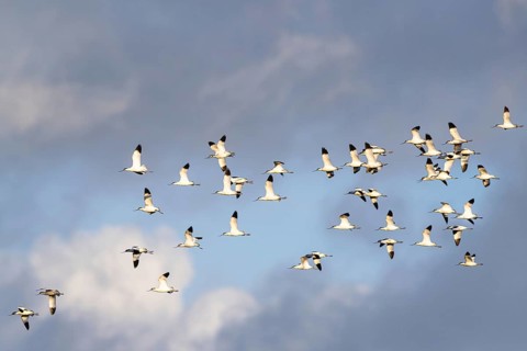 Pied Avocet, Recurvirostra avosetta, birds in flight over winter marshes