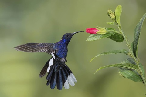 Violet Sabrewing (Campylopterus hemileucurus), Costa Rica