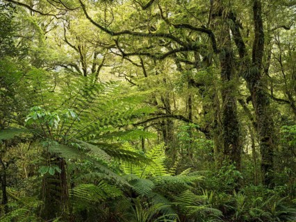 Wooded landscape with mossy trees and ferns. Fiordland National Park, Southland Region, South