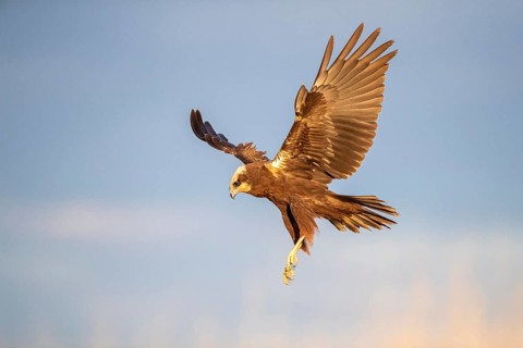 Western Marsh Harrier (Circus aeruginosus) female flying, Castile-La Mancha, Spain