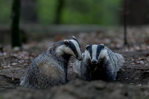 A pair of badgers (Meles meles) grooming each other at the roof castle, fun, joie de vivre,