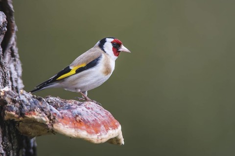 European Goldfinch (Carduelis carduelis), Bavaria, Germany
