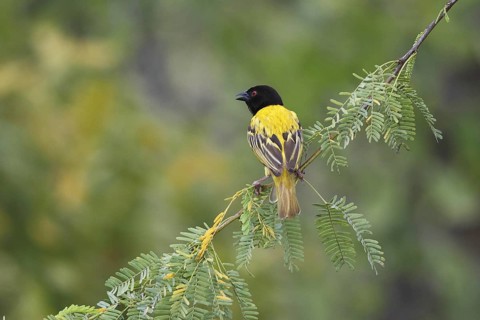 Golden-backed Weaver (Ploceus jacksoni) male, Lake Baringo, Kenya