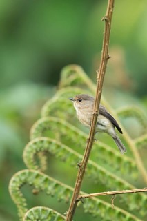 African Dusky Flycatcher (Muscicapa adusta minima) perched on a twig, Sheka, Ethiopia