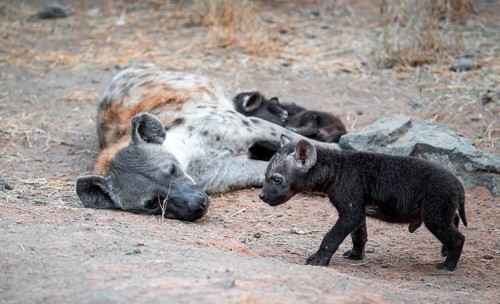 Spotted hyena (Crocuta crocuta), adult female with cubs, lying down, suckling her cubs, Kruger