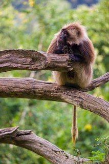Portrait of an adult male Gelada (Theropithecus gelada), or bleeding-heart monkey, resting on a log