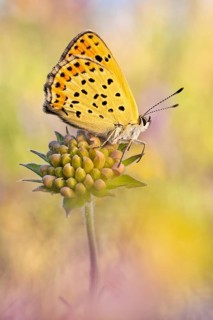 Brauner Feuerfalter (Lycaena tityrus), auch als Schwefelvöglechen bezeichnet