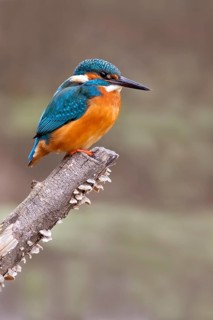 Common kingfisher (Alcedo atthis) on its perch, Tyrol, Austria