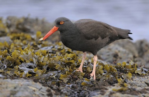 Black Oystercatcher (Haematopus bachmani), British Columbia, Canada
