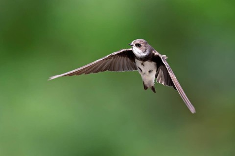Sand martin (Riparia riparia), in flight, Reussegg nature reserve, Canton Aargau, Switzerland