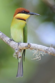 Chestnut-headed Bee-eater (Merops leschenaulti), Sri Lanka