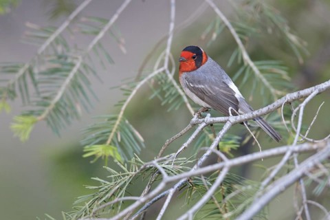 Red-faced Warbler (Cardellina rubrifrons) perched on a branch in southern Arizona, USA