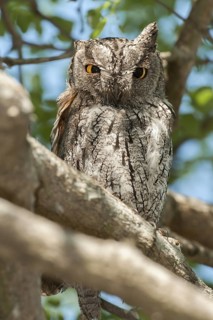 Eurasian Scops Owl (Otus scops), Mpumalanga, South Africa