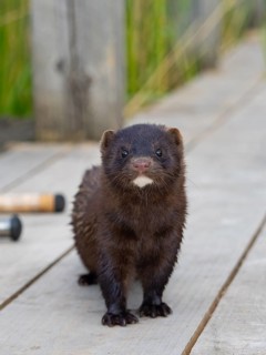 A curious mink