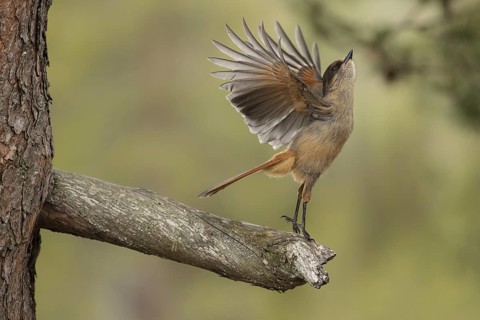 Siberian Jay (Perisoreus infaustus) perched on a branch, Dalarna, Sweden